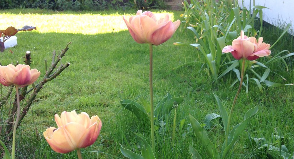 tulipaner i haven