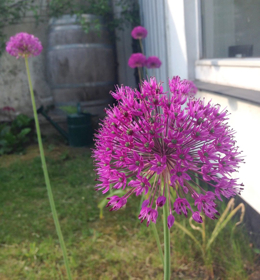 prydløg, Allium, Purple Sensation