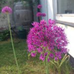 prydløg, Allium, Purple Sensation