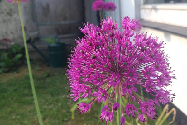 prydløg, Allium, Purple Sensation