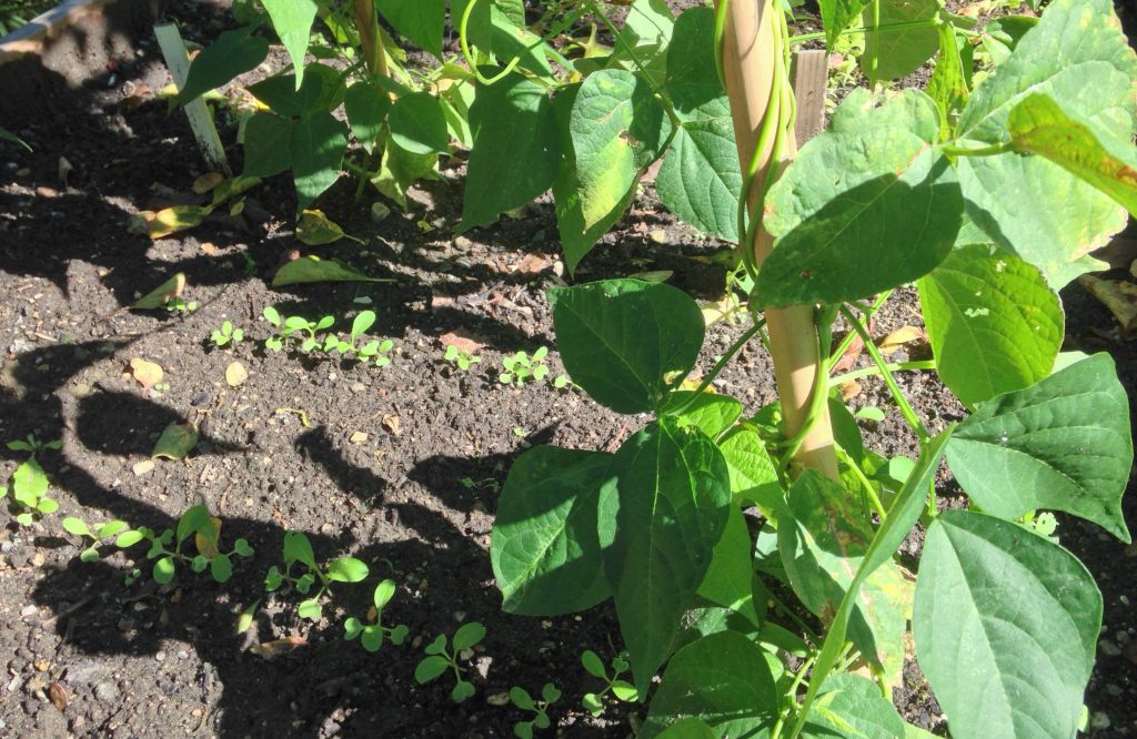 pak choi sået i september i højbed i køkkenhaven