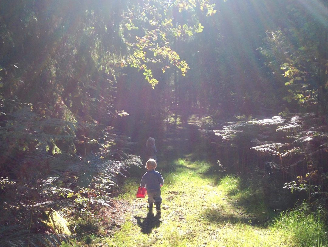 svampejagt saml svampe i naturen