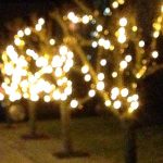 julelys på træer