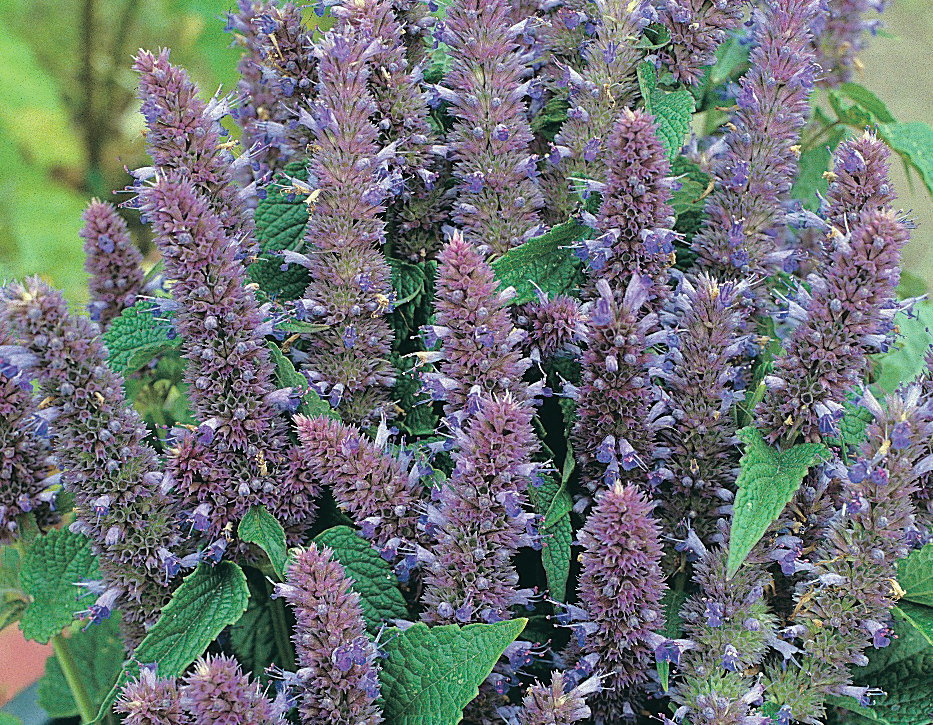 T&MWS Agastache foeniculum-1