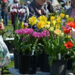 Få gratis planter – tag på plantemarked