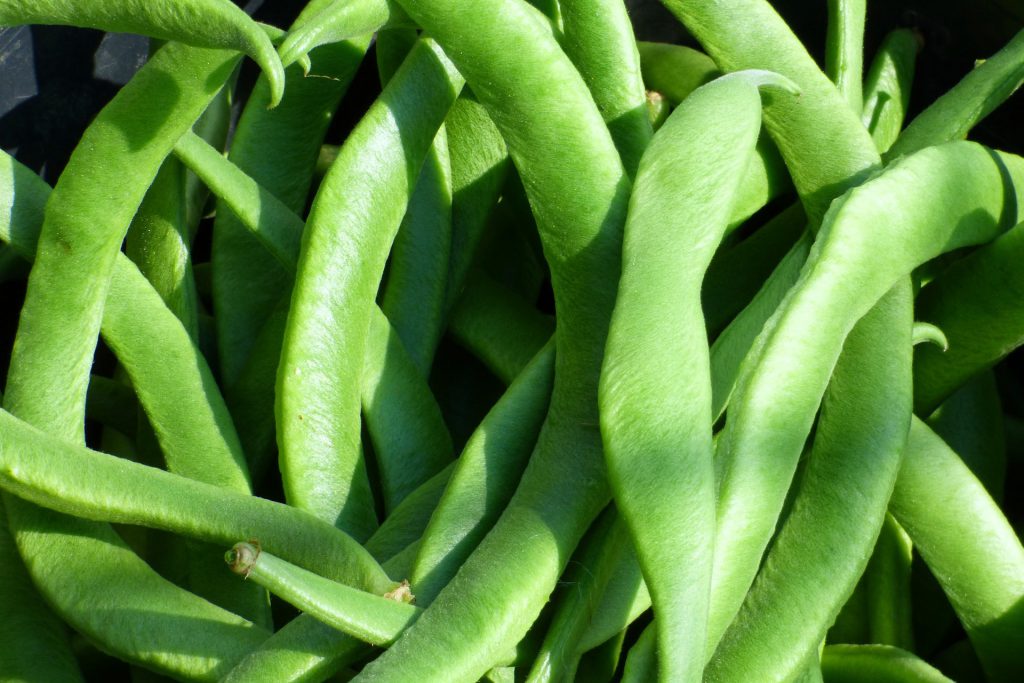 runner-beans-1073214_1920