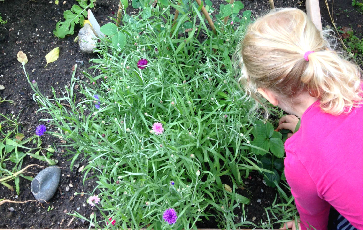 spiselige blomster kornblomst