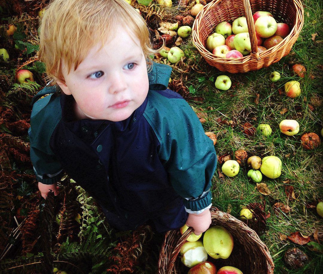 dreng høster æbler. Æblehøst